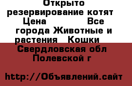 Открыто резервирование котят › Цена ­ 15 000 - Все города Животные и растения » Кошки   . Свердловская обл.,Полевской г.